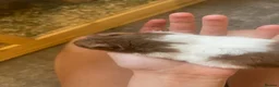 Hamster rodents for sale: Male hamster for rehome - Advert 2