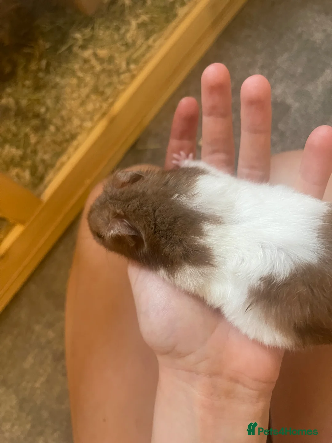 Hamster rodents for sale: Male hamster for rehome - Advert 2
