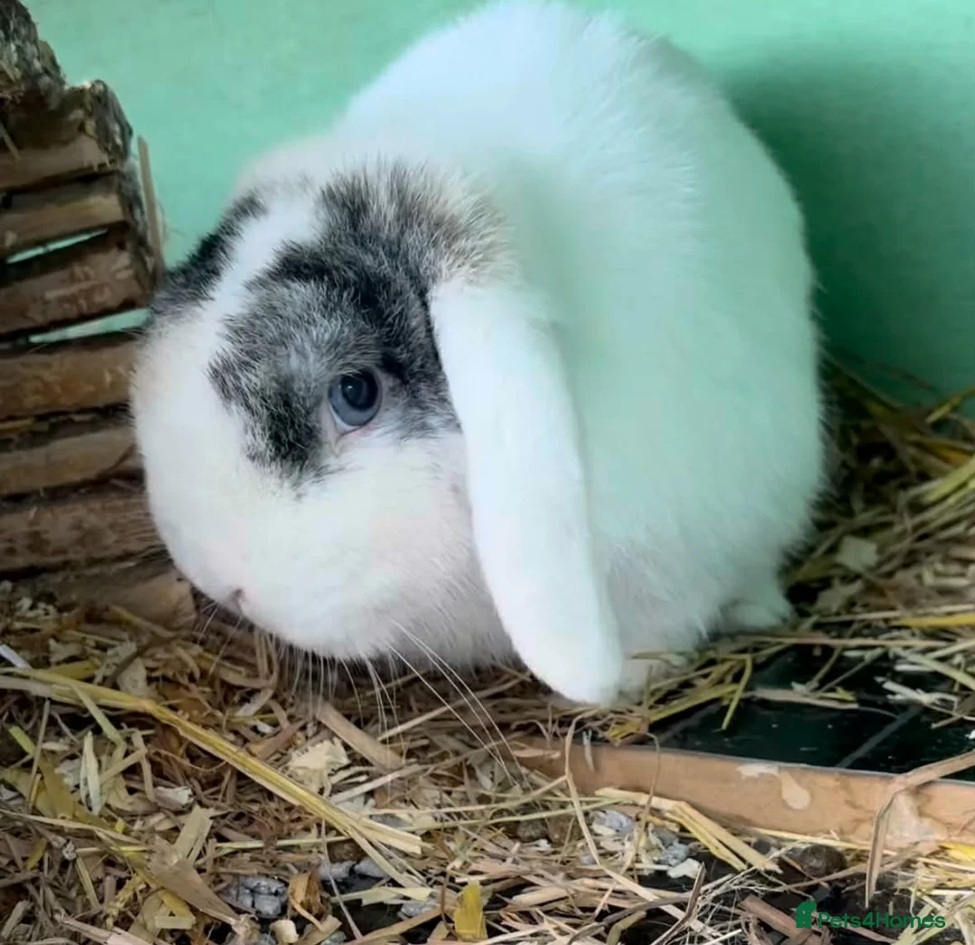 Mini Lop rabbits for sale: Mini lop buck for sale - Advert 1