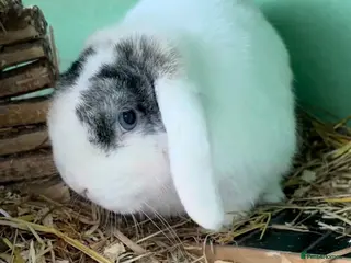 Mini Lop rabbits Mini lop buck for sale - Advert 15