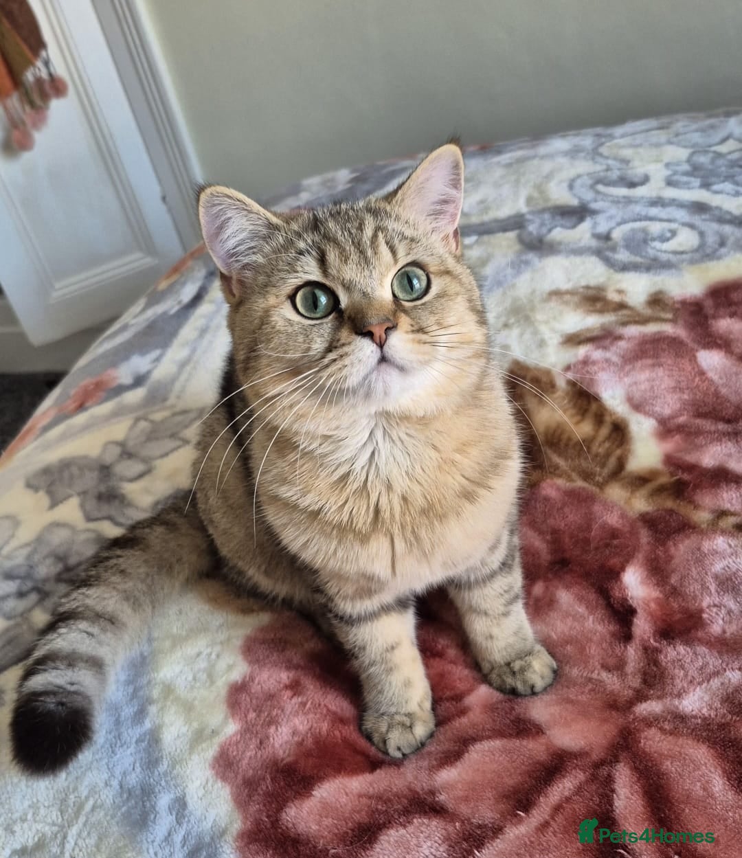 British Shorthair cats Stunning Black Golden BSH boy 💥 - Advert 1