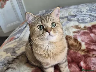 British Shorthair cats Stunning Black Golden BSH boy 💥 - Advert 1