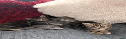 Mixed Breed cats for sale: Kittens  - Advert 6