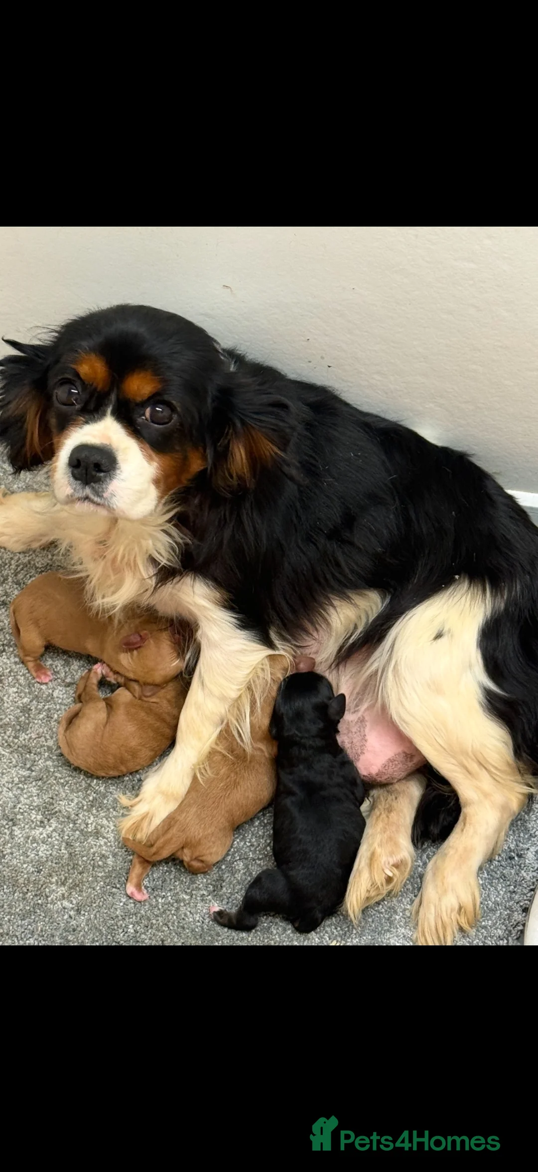 Cavapoo dogs for sale: Cavapoo puppies  in Falkirk - Advert 2