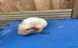 Guinea Pig rodents for sale: Ready 20th August gorgeous guinea pigs - Image 2