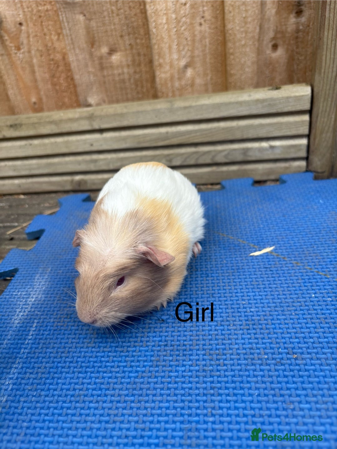 Guinea Pig rodents for sale: Ready 20th August gorgeous guinea pigs - Image 2