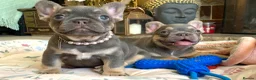 French Bulldog dogs for sale: 2 LEFT!! TOP QUALITY FRENCH BULLDOG PUPPIES - Advert 27