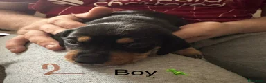 Miniature Dachshund 1