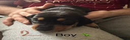 Miniature Dachshund dogs for sale: 7 stunning miniature dachshunds (sausage dog) in Warrington - Advert 4