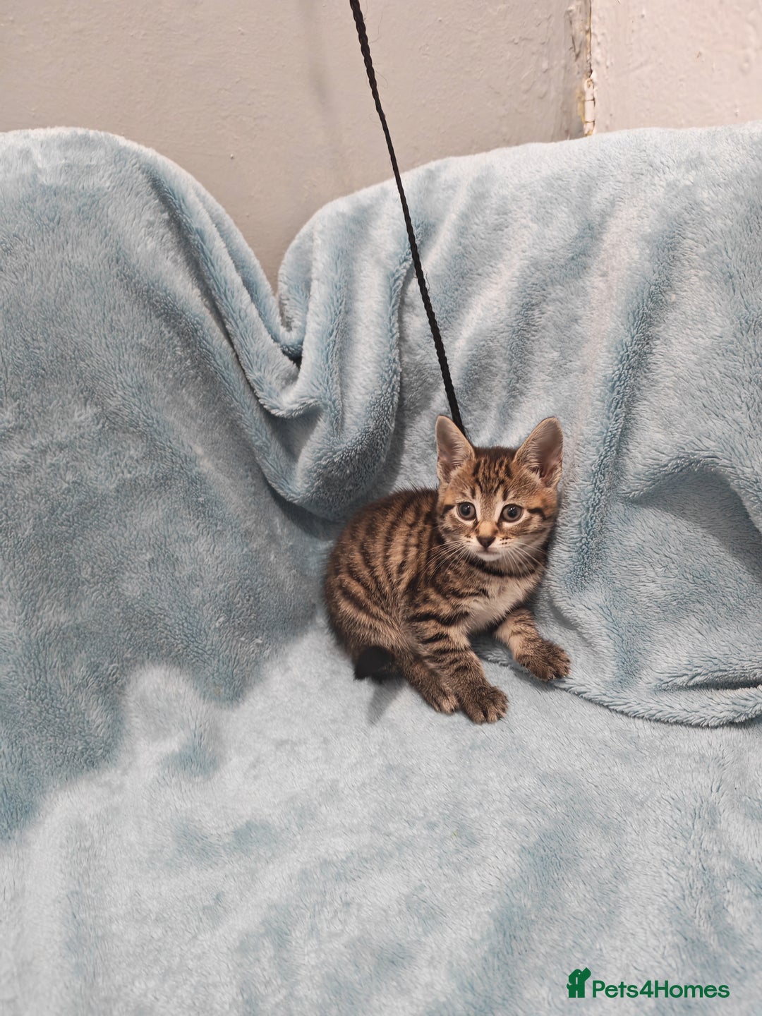 Mixed Breed cats for sale: Beautiful kittens VIDEOS - Advert 27