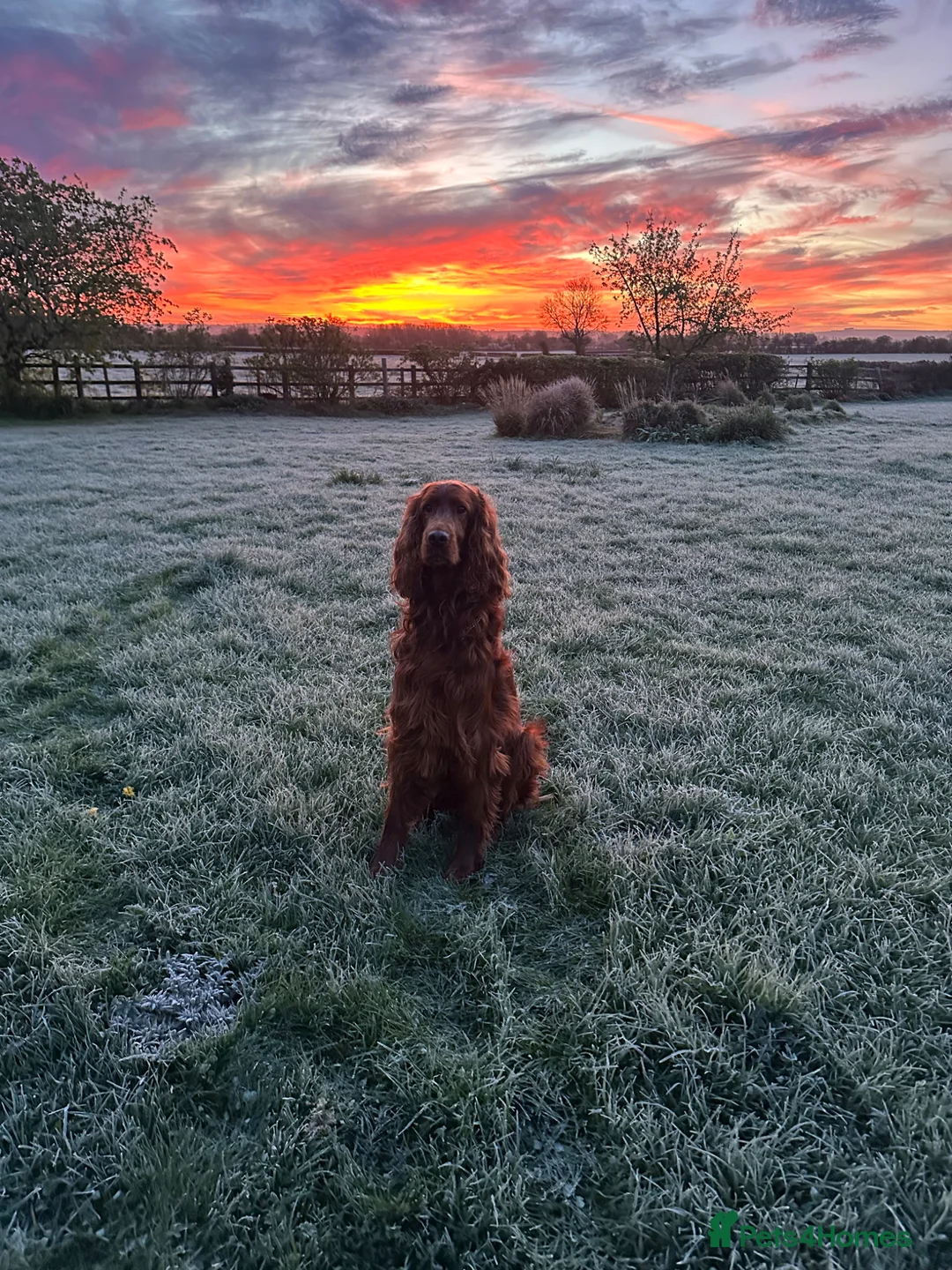 Irish Setter dogs for sale: KC Registered Irish Setter Puppies in Trowbridge - Advert 34