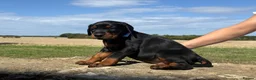 Dobermann dogs for sale: Beautiful, Healthy Doberman Puppies  - Advert 12