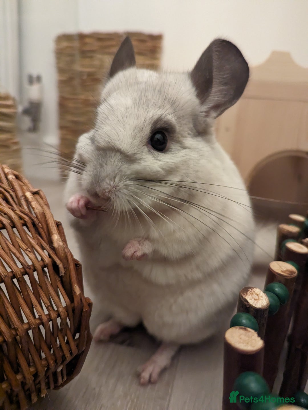 Chinchilla rodents for sale: Two Male Chinchillas with Cage and Set-Up - Advert 5
