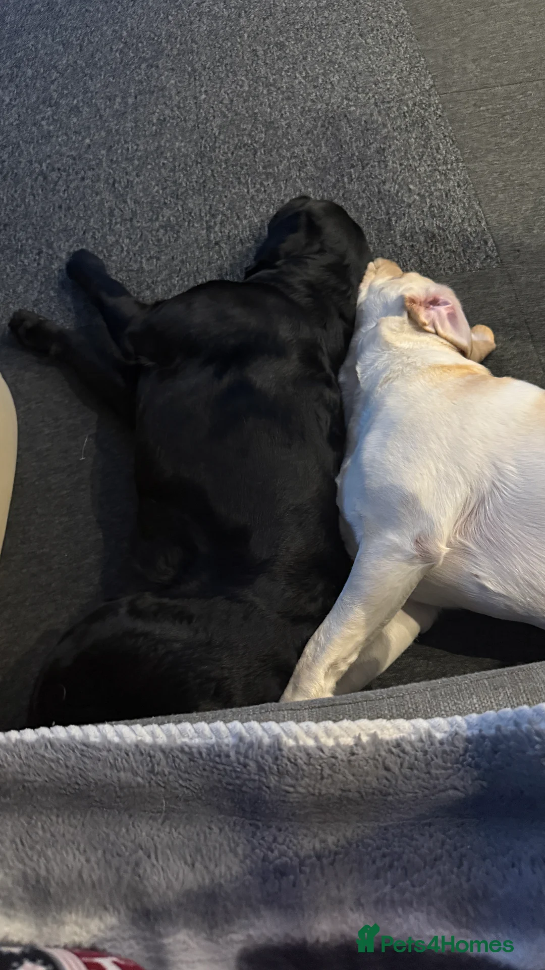 Labrador Retriever dogs for stud: Labrador black - Advert 8