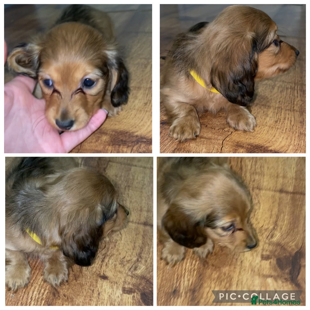 Miniature Dachshund dogs for sale: 5 miniature Dachshund puppies in Doncaster - Advert 5