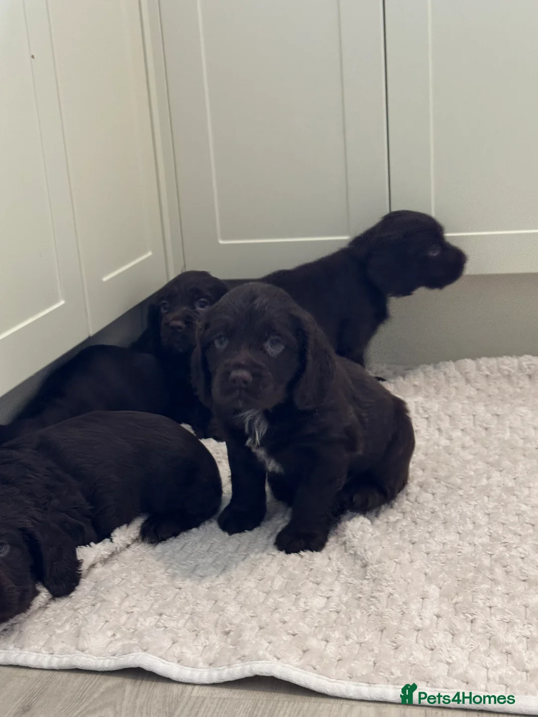 Sprocker dogs for sale: A beautiful litter docked Sprocker Spaniel puppies - Advert 13