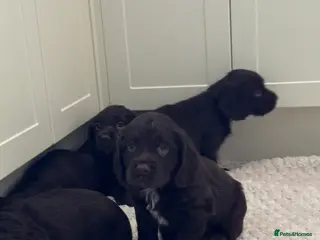 Sprocker dogs A beautiful litter docked Sprocker Spaniel puppies - Advert 3