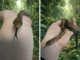 Snake reptiles Black Tailed Cribo For Sale - Advert 1