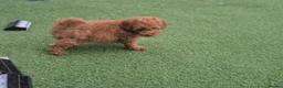 Toy Poodle dogs for sale: Toy poodle Puppy for rehoming  - Advert 3