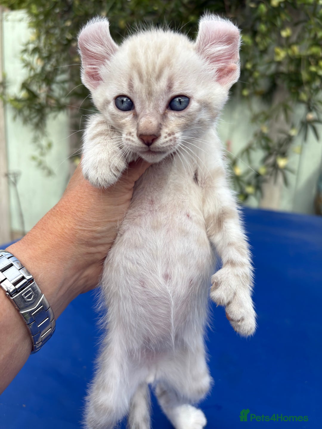 Keetso cats for sale: Gob smacking curled eared polydactyl male  - Image 6