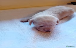 Miniature Dachshund dogs for sale: KC Reg. Mini Longhaired pups - Image 3