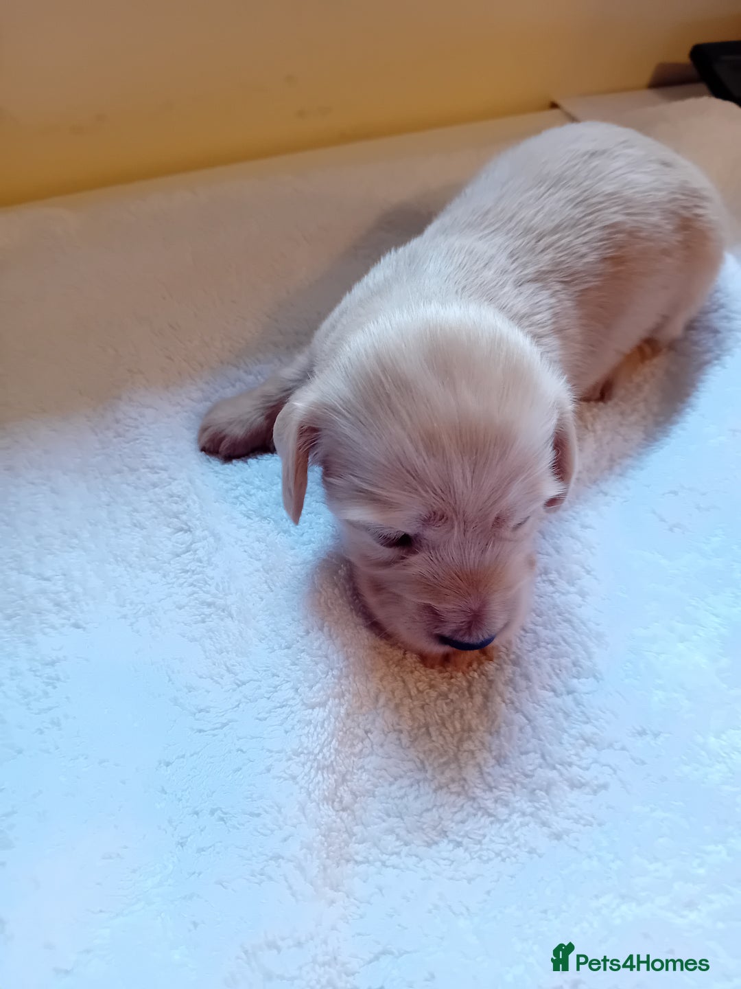 Miniature Dachshund dogs for sale: KC Reg. Mini Longhaired pups - Image 3