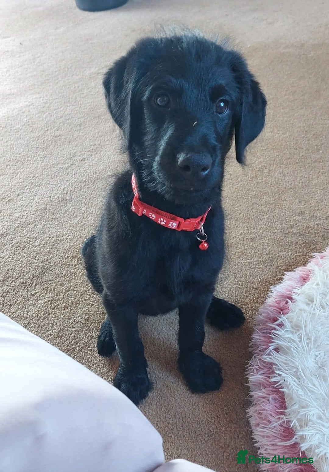 Poodle dogs for sale: Rottweiler x poodle  in Bedford - Image 2