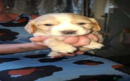 Cocker Spaniel dogs for sale: Beautiful kc registered working cocker pups  - Image 9