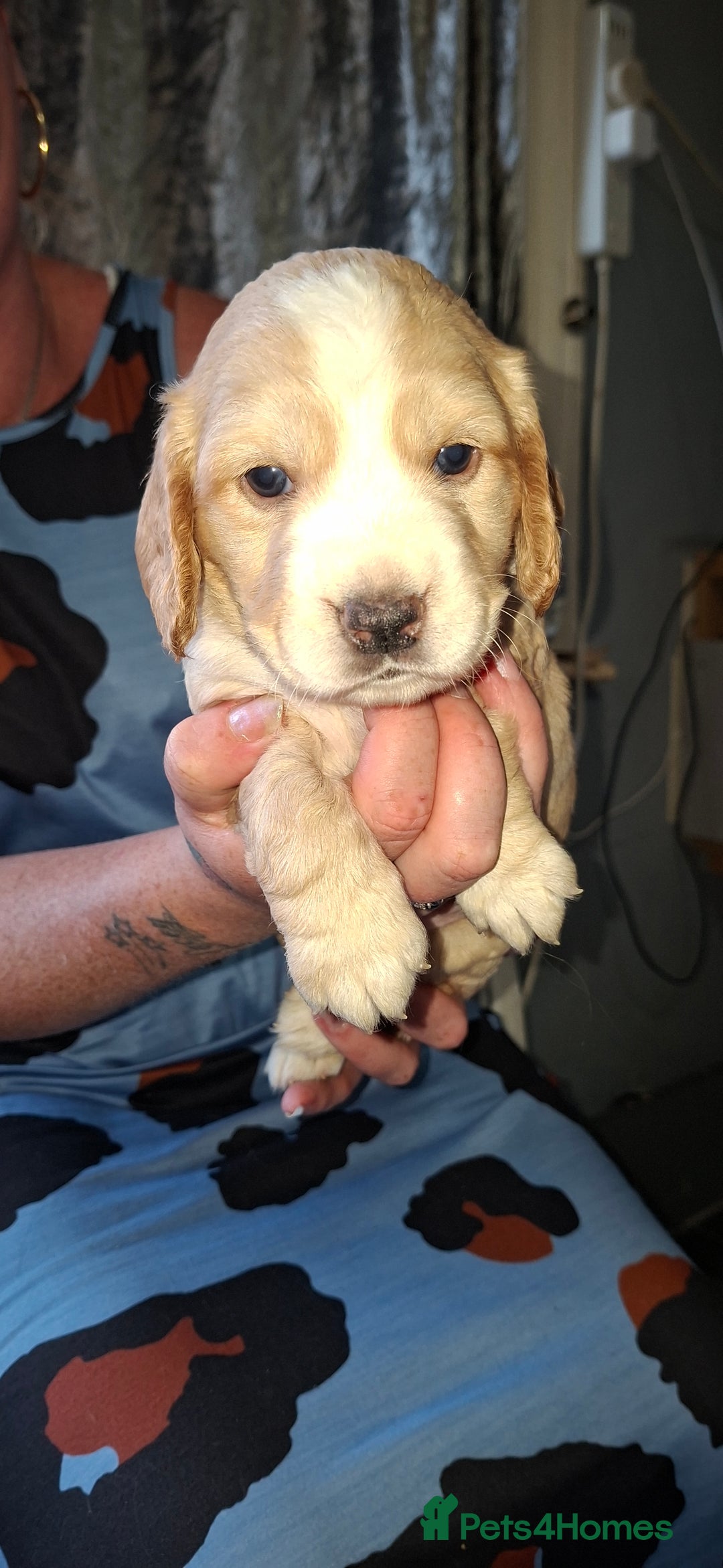 Cocker Spaniel dogs for sale: Beautiful kc registered working cocker pups  - Image 9