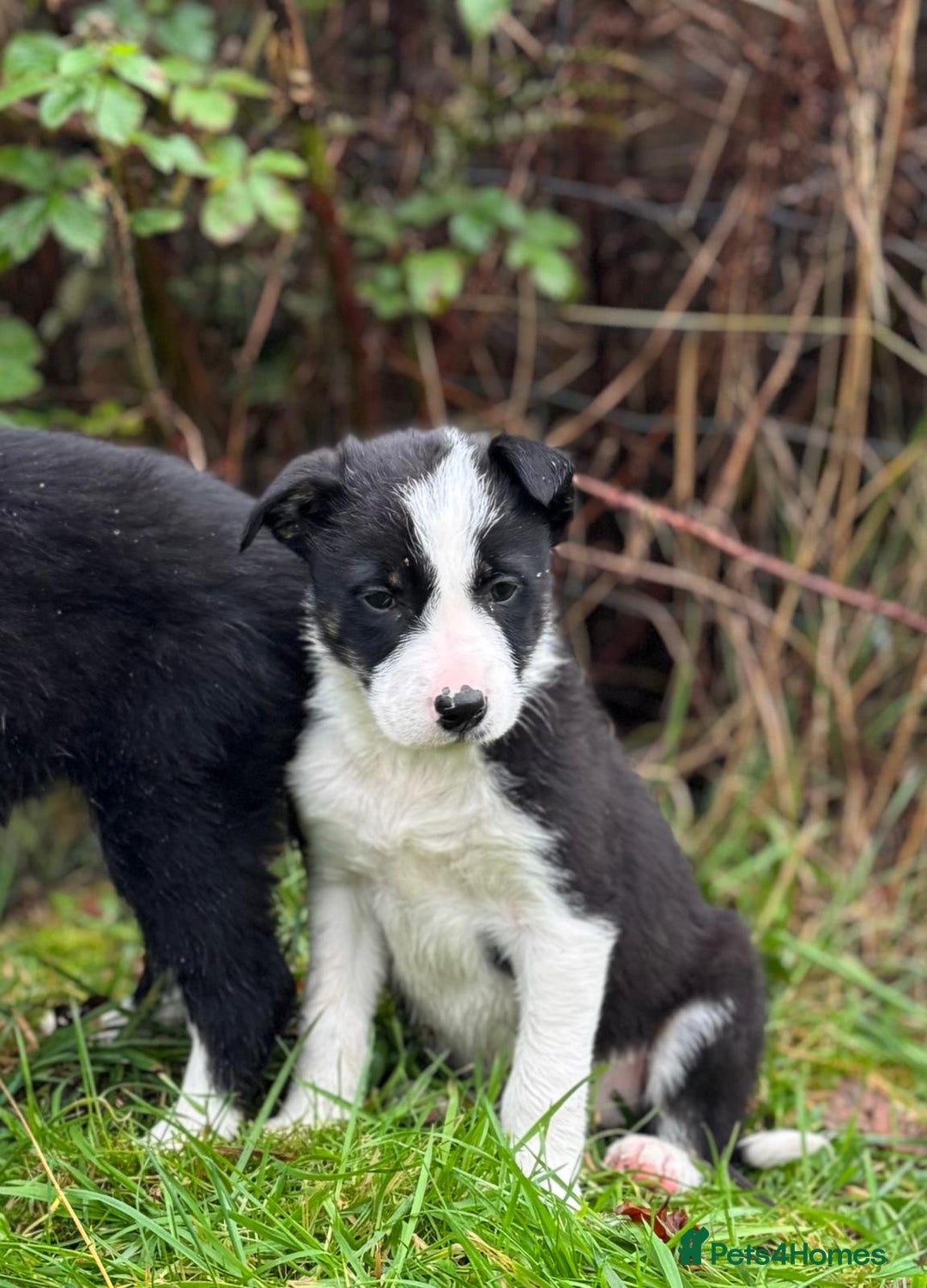 Border Collie dogs for sale: ISDS Border Collie Pups - Advert 11