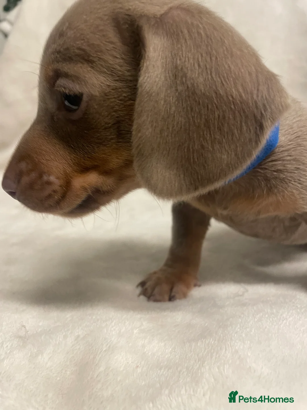 Dachshund dogs for sale: Isabella and tan miniature dachshunds  - Advert 2