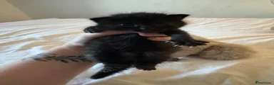 Domestic Longhair 2