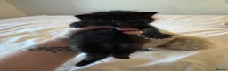 British Longhair cats for sale: Longhair kittens - Advert 4