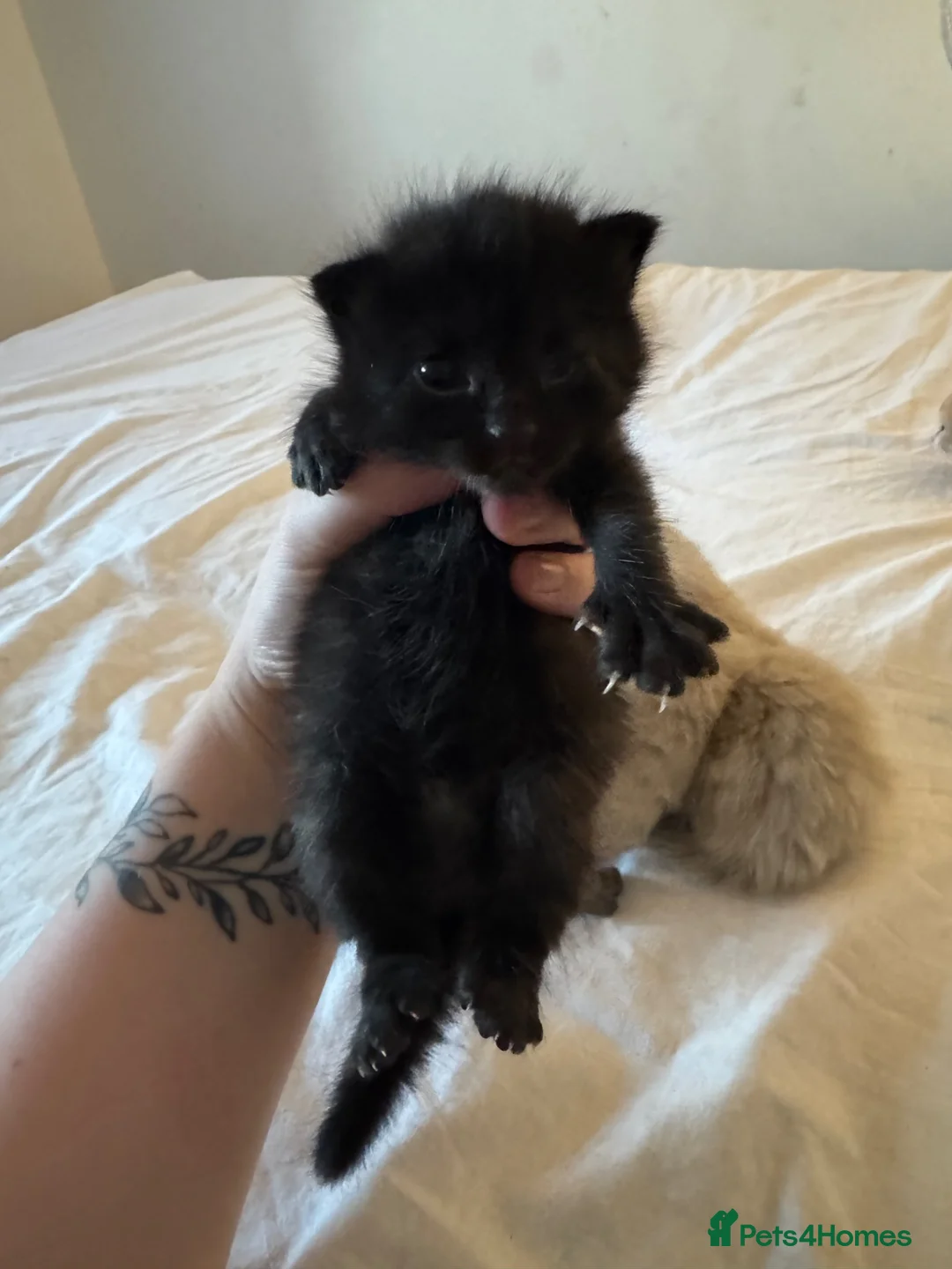 British Longhair cats for sale: Longhair kittens - Advert 4