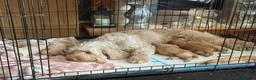 Mixed Breed dogs for sale: Cockapoo x cavapoo puppies for sale  - Advert 2