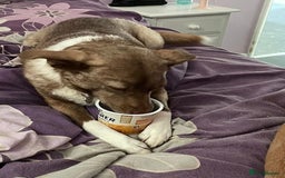 Mixed Breed dogs for adoption: Polly 9 yrs young  - Image 3
