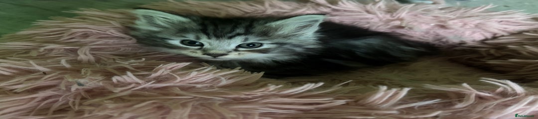 Kurilian Bobtail Kitten: black silver tabby 