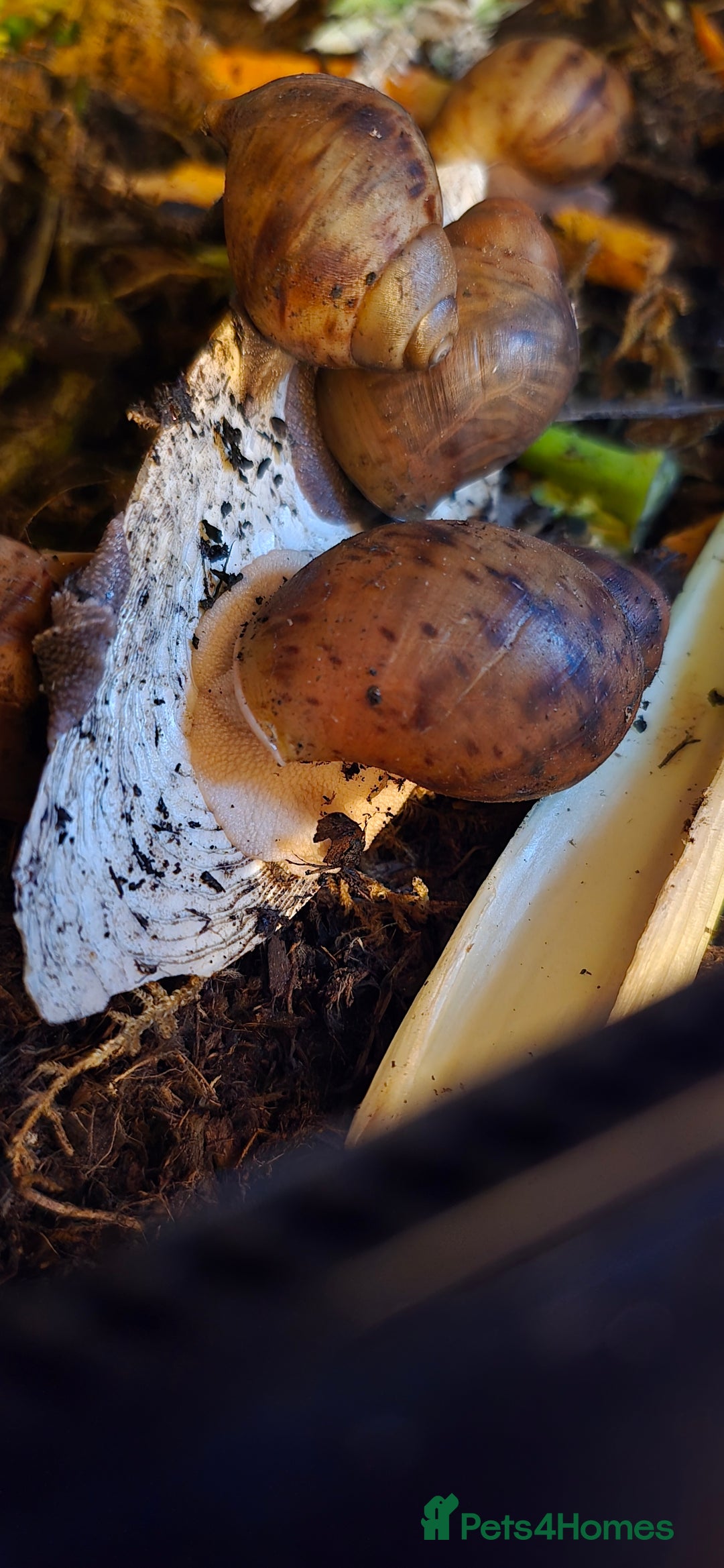 Snails invertebrates for sale: Ovum giant african land snails - Image 5
