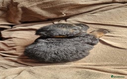 German Shepherd dogs for sale: Long-Haired Straight Back German Shepherd Puppies - Image 29