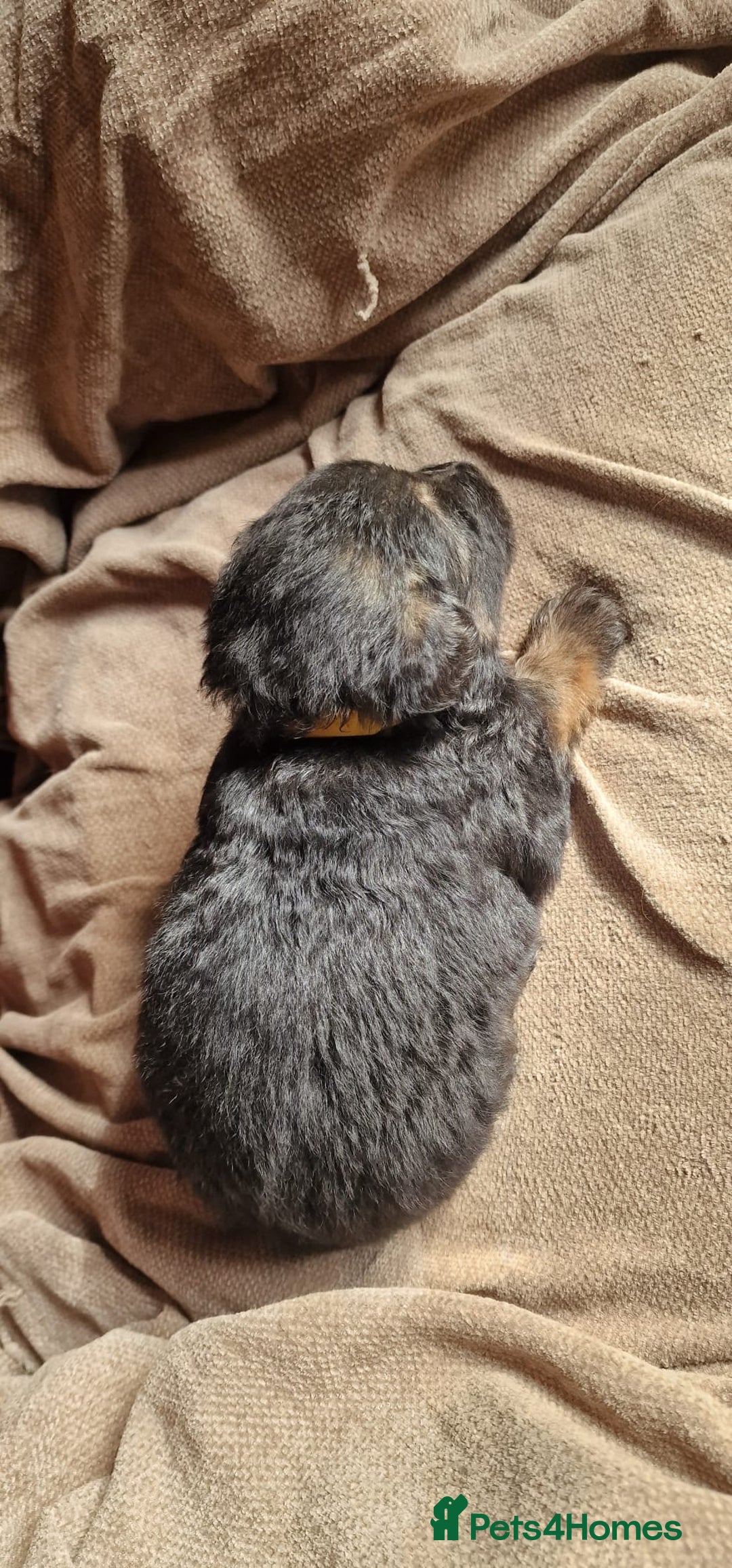 German Shepherd dogs for sale: Long-Haired Straight Back German Shepherd Puppies - Image 29