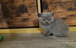 British Shorthair cats for sale: Beautiful british shorthair kittens  - Image 6