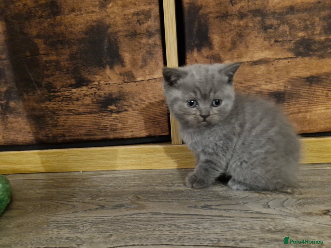 British Shorthair cats for sale: Beautiful british shorthair kittens  - Image 6