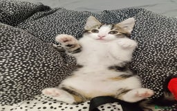 European cats for sale: 😻 2 beatiful female kittens ❗ - Image 4