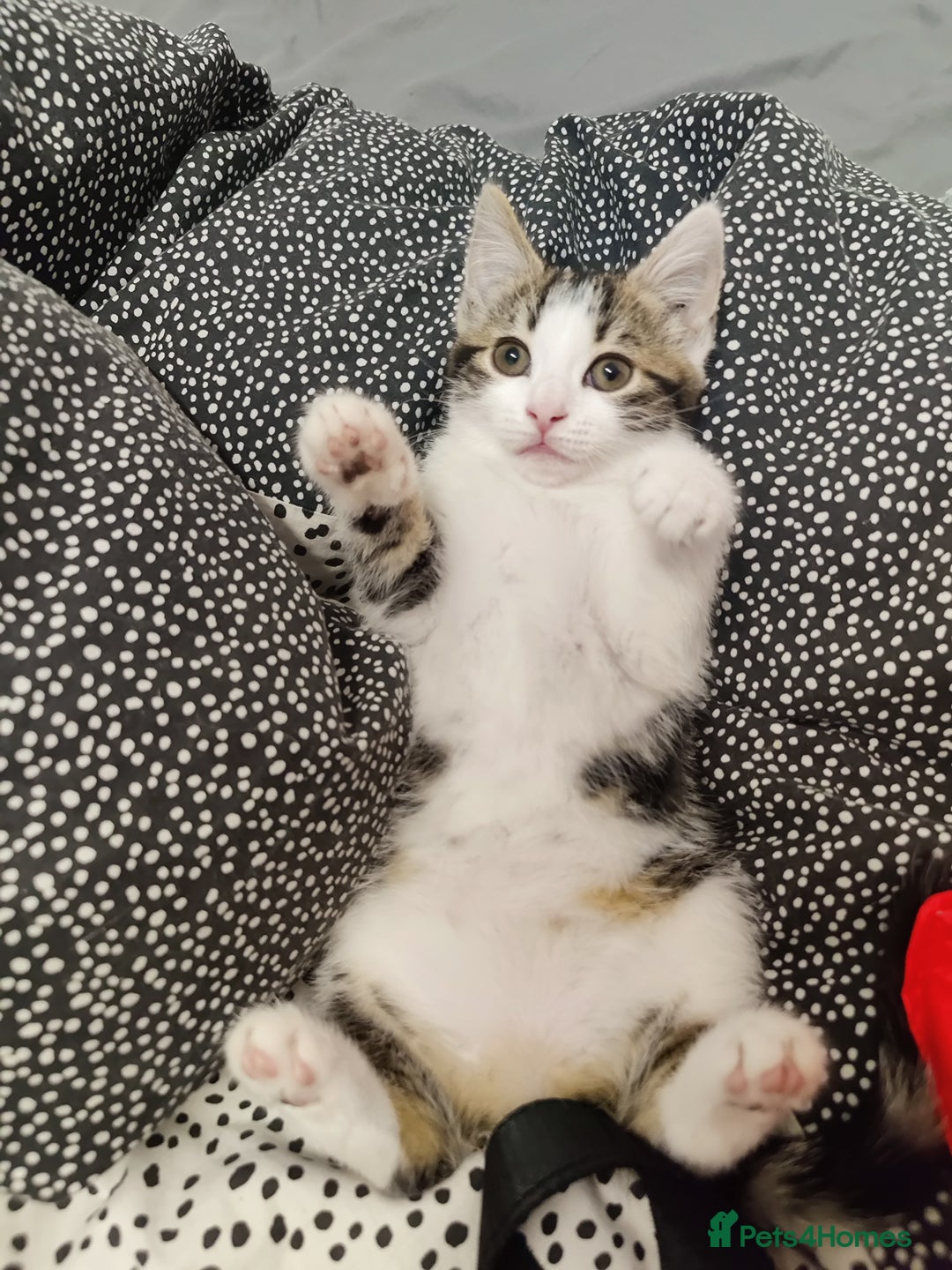 European cats for sale: 😻 2 beatiful female kittens ❗ - Image 4