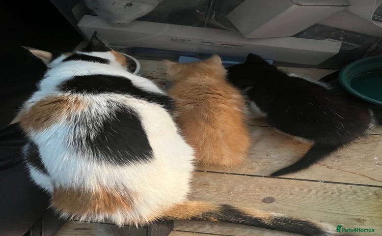 Mixed Breed cats - Advert 1