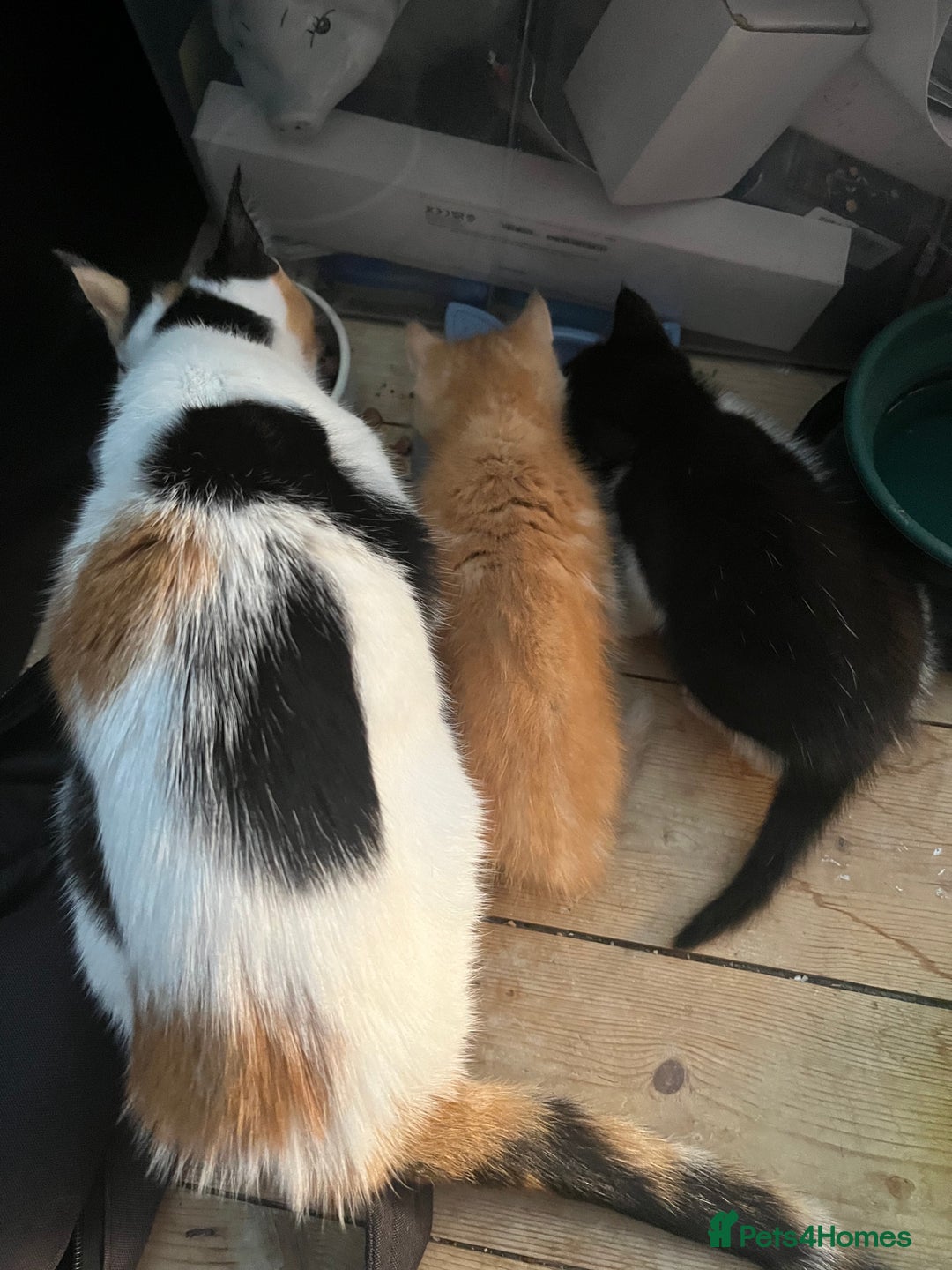 Mixed Breed cats for sale: Adorable kittens  - Image 1