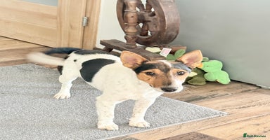 Fox Terrier dogs - Advert 2