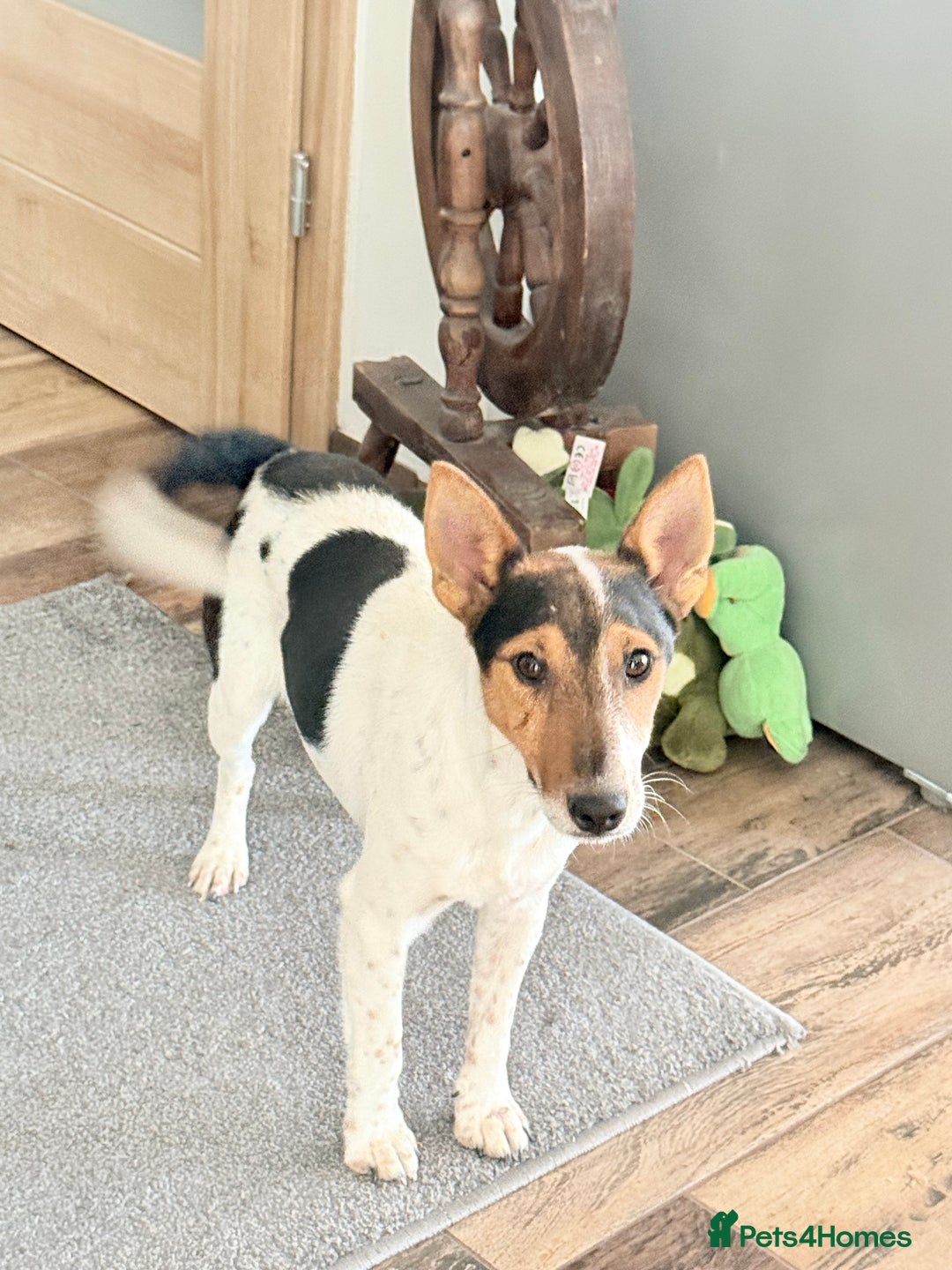 Fox Terrier dogs for adoption: Sweet Mizzo looking for LOVE - Image 3