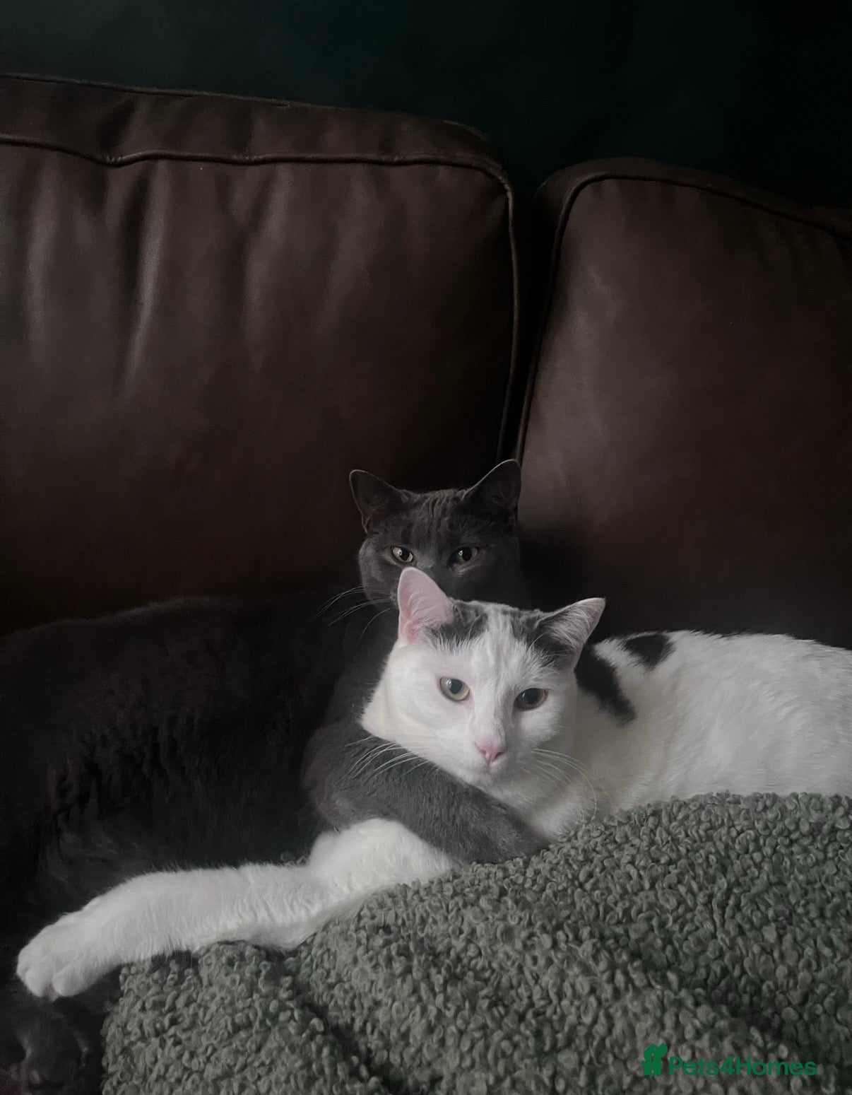 Mixed Breed cats 2 neutered brothers looking for their forever home - Advert 3