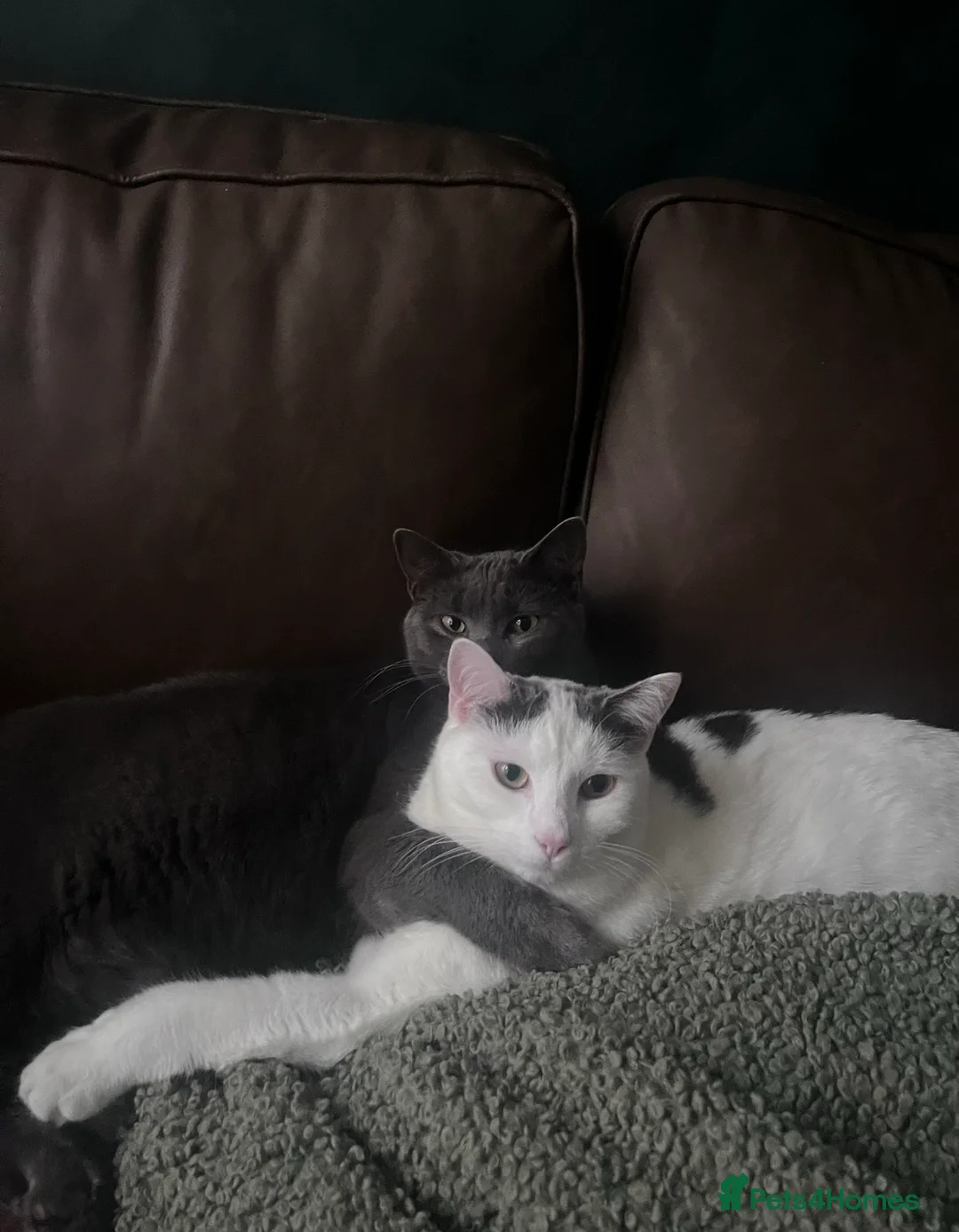 Mixed Breed cats for sale: 2 neutered brothers looking for their forever home - Advert 1